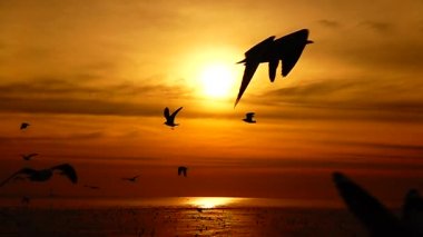HD 1080p süper yavaş martılar güzel gün batımı gökyüzü plajı turistleri.