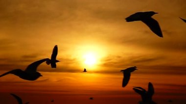 HD 1080p süper yavaş martılar güzel gün batımı gökyüzü plajı turistleri.