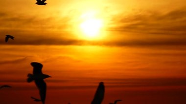 HD 1080p süper yavaş martılar güzel gün batımı gökyüzü plajı turistleri.