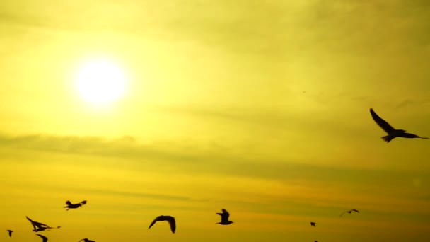 1080P Super Slow Seagulls Fly Beautiful Full Sunset Sunlight Sky — Stock Video