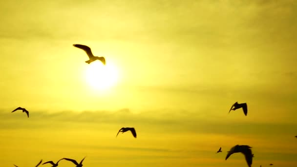HD 1080p mouettes super lentes volent beau coucher de soleil plein soleil ciel plage arrière-plan Voyage touriste .