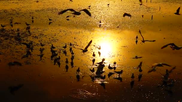 1080P Супер Повільні Чайки Літають Красиво Повний Захід Сонця Сонячне — стокове відео