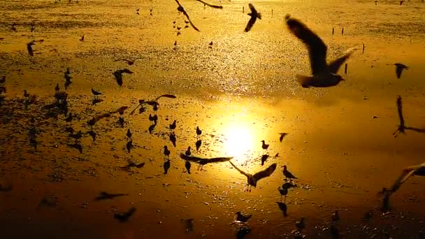 1080P Gaviotas Súper Lentas Volar Hermosa Puesta Sol Completa Cielo — Vídeos de Stock