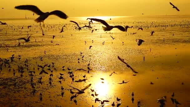 1080P Super Slow Seagulls Fly Beautiful Full Sunset Sunlight Sky — Stock Video