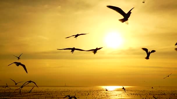 1080P Super Långsamma Måsar Flyga Vackra Full Solnedgång Solljus Himmel — Stockvideo