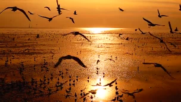 1080P Super Lento Gaivotas Voar Bonito Pleno Pôr Sol Sol — Vídeo de Stock