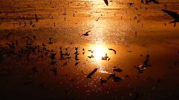 1080P Super Langsame Möwen Fliegen Schöne Volle Sonnenuntergang Sonnenlicht Himmel — Stockvideo