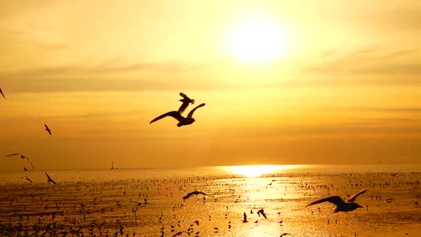 1080P Gaviotas Súper Lentas Volar Hermosa Puesta Sol Completa Cielo — Vídeo de stock