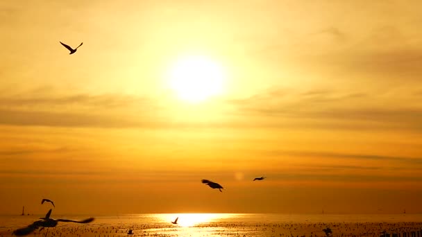 1080P Gaviotas Súper Lentas Volar Hermosa Puesta Sol Completa Cielo — Vídeo de stock