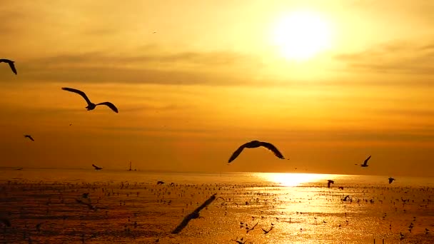 1080P Gaviotas Súper Lentas Volar Hermosa Puesta Sol Completa Cielo — Vídeo de stock