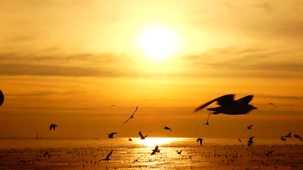 Hd1080P超慢速海鸥飞翔美丽的落日全天候阳光下的天空海滩背景游客 — 图库视频影像