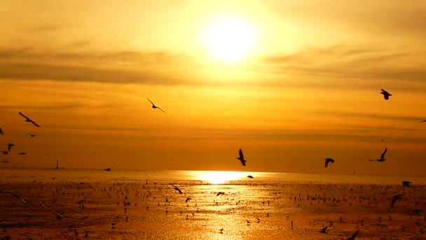 1080P Супер Медленные Чайки Летать Красивый Полный Закат Солнечный Свет — стоковое видео