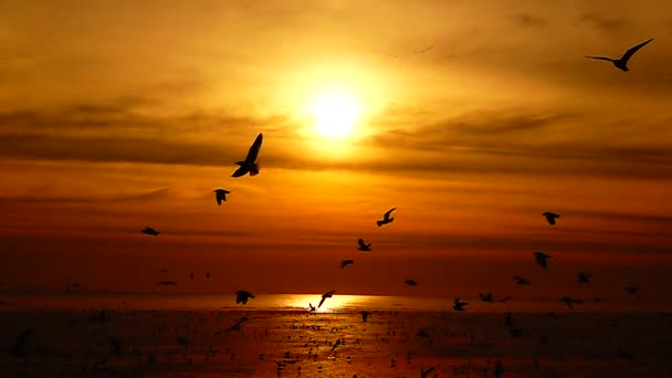 1080P Super Slow Seagulls Fly Beautiful Full Sunset Sunlight Sky — Stock Video