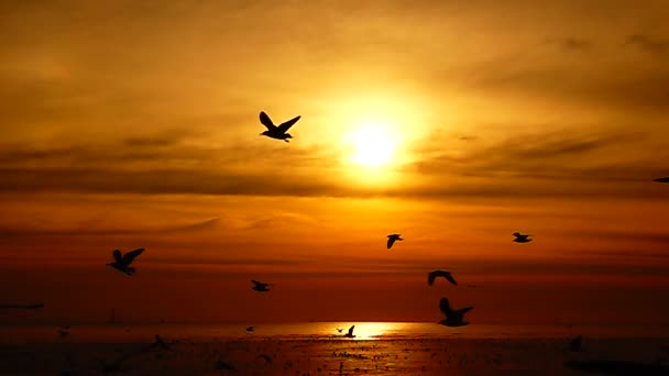 1080P Super Slow Seagulls Fly Beautiful Full Sunset Sunlight Sky — Stock Video