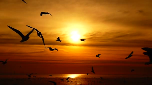 1080P超遅いカモメが美しい夕日を飛ぶ スカイビーチ背景旅行観光 — ストック動画
