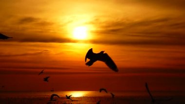 HD 1080p süper yavaş martılar güzel gün batımı gökyüzü plajı turistleri.