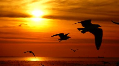 HD 1080p süper yavaş martılar güzel gün batımı gökyüzü plajı turistleri.