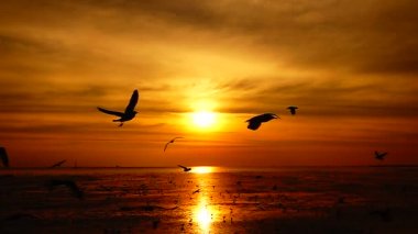 HD 1080p süper yavaş martılar güzel gün batımı gökyüzü plajı turistleri.