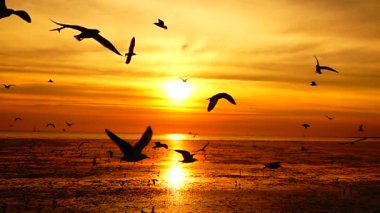 HD 1080p süper yavaş martılar güzel gün batımı gökyüzü plajı turistleri.