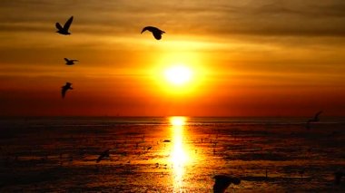 HD 1080p süper yavaş martılar güzel gün batımı gökyüzü plajı turistleri.