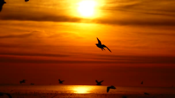 1080P Gaviotas Súper Lentas Volar Hermosa Puesta Sol Completa Cielo — Vídeo de stock