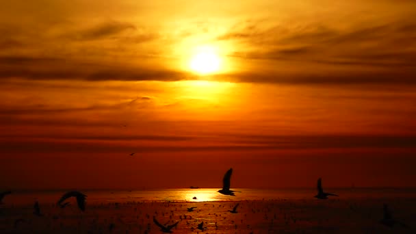 HD 1080p mouettes super lentes volent beau coucher de soleil plein soleil ciel plage arrière-plan Voyage touriste .