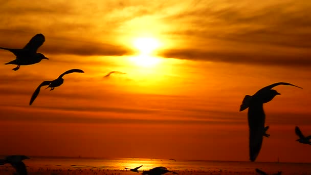 1080P超遅いカモメが美しい夕日を飛ぶ スカイビーチ背景旅行観光 — ストック動画