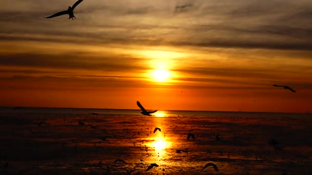 1080P Gaviotas Súper Lentas Volar Hermosa Puesta Sol Completa Cielo — Vídeos de Stock