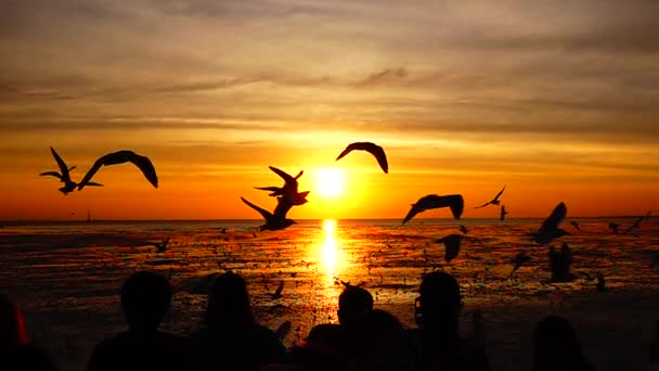 1080P Super Slow Seagulls Fly Beautiful Full Sunset Sunlight Sky — Stock Video