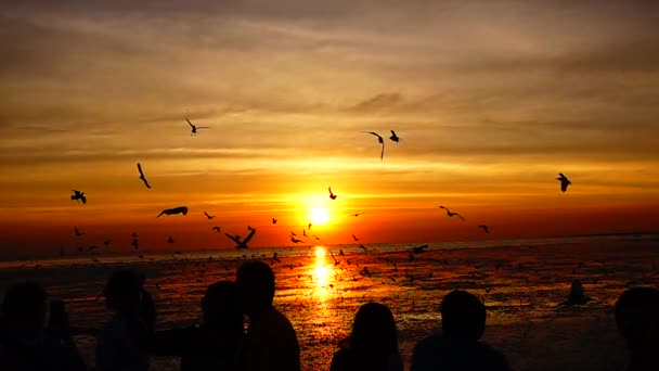 1080P Super Lento Gaivotas Voar Bonito Pleno Pôr Sol Sol — Vídeo de Stock