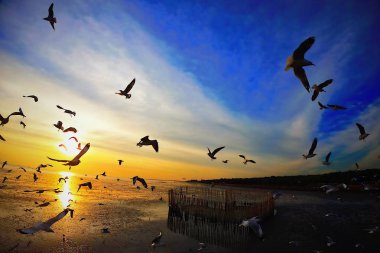 Martılar tam günbatımı güneş ışığı güzel gökyüzü plaj arka plan seyahat turizm uçmak.