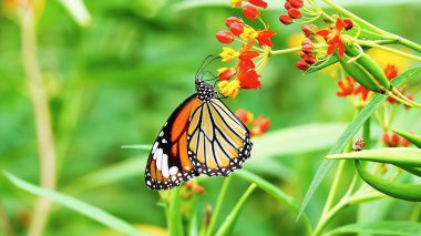 Çayır çiçeklerindeki Tayland Kelebeği. Açık hava böceği.