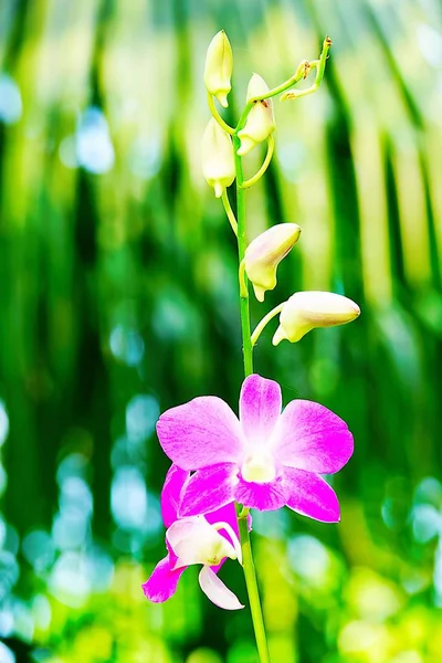 Bueatiful Thai Pink Orchids Flower Close Nature Backgound — стоковое фото