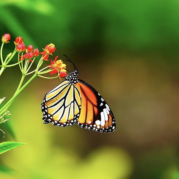 牧草地の花でタイ蝶昆虫屋外の自然 — ストック写真