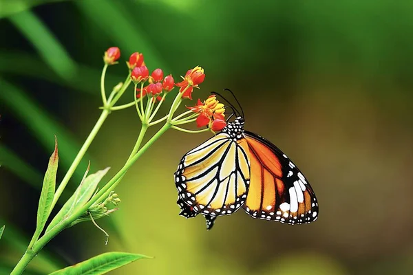 泰国蝴蝶在草场上的花朵昆虫的户外本性 — 图库照片