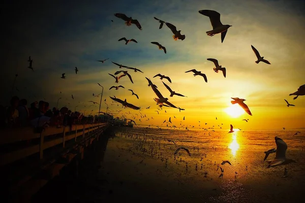 Чайки Літають Красиво Повний Захід Сонця Сонячне Небо Пляжний Фон — стокове фото