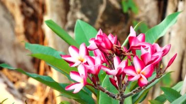 4k çöl gül Orangeping Bignonia ağaç çalı çiçek taze bitki örtüsü bitki bahçe yaprak dekorasyon dekoratif Frangipani Plumeria Tapınağı ağaç mezarlık ağacı