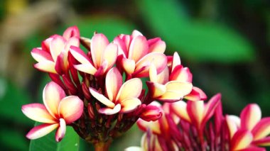 4k çöl gül Orangeping Bignonia ağaç çalı çiçek taze bitki örtüsü bitki bahçe yaprak dekorasyon dekoratif Frangipani Plumeria Tapınağı ağaç mezarlık ağacı