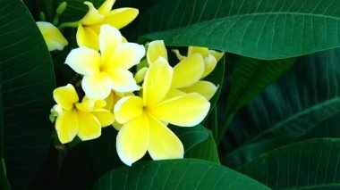 4k çöl gül Orangeping Bignonia ağaç çalı çiçek taze bitki örtüsü bitki bahçe yaprak dekorasyon dekoratif Frangipani Plumeria Tapınağı ağaç mezarlık ağacı
