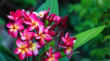 4k çöl gül Orangeping Bignonia ağaç çalı çiçek taze bitki örtüsü bitki bahçe yaprak dekorasyon dekoratif Frangipani Plumeria Tapınağı ağaç mezarlık ağacı