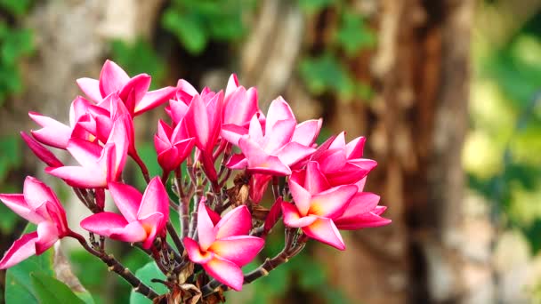 Wüste Rose Orangeping Bignonia Auf Baum Busch Blume Frische Flora — Stockvideo