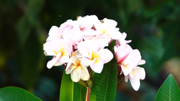 Desert Rose Orangeping Bignonia Tree Bush Flower Fresh Flora Plant — Stock Video