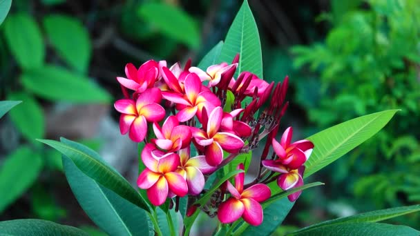 Desert Rose Arangeping Bignonia Albero Cespuglio Fiore Fresco Flora Pianta — Video Stock