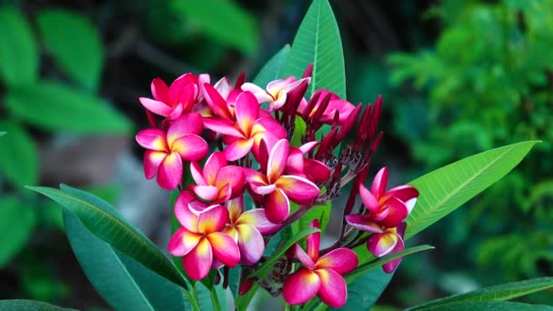 Desert Rose Orangeping Bignonia Tree Bush Flower Fresh Flora Plant — Stock Video