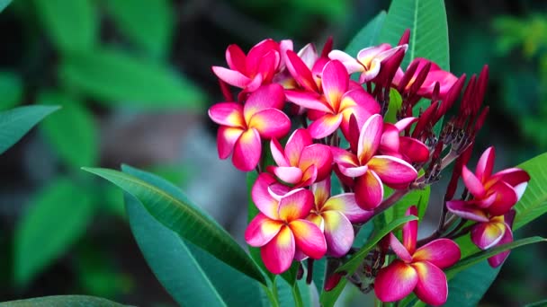 Desert Rose Orangeping Bignonia Boom Bush Bloem Verse Flora Plant — Stockvideo