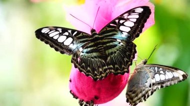 HD 1080p Süper yavaş Tayland Kelebeği Çayırda Çiçeklerde Böcek Doğa