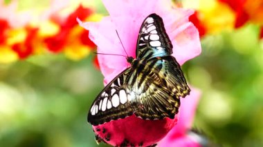 4 k Tay güzel kelebeği çayır çiçek doğa outdoorfarm