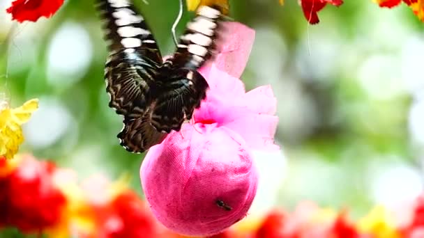 1080P Super Lento Tailandês Borboleta Flores Pasto Inseto Natureza Livre — Vídeo de Stock