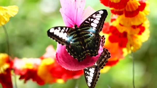 1080P Super Lento Tailandês Borboleta Flores Pasto Inseto Natureza Livre — Vídeo de Stock