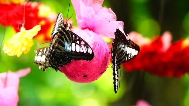 1080P Farfalla Tailandese Super Lenta Nei Fiori Pascolo Insetto Natura — Video Stock